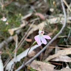 Caladenia carnea at Kaleen, ACT - suppressed