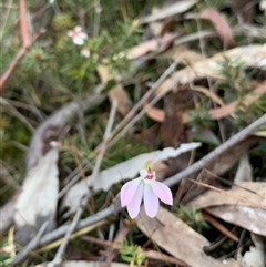 Caladenia carnea at Kaleen, ACT - suppressed