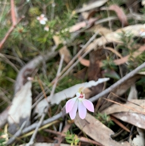 Caladenia carnea at Kaleen, ACT - 26 Sep 2024