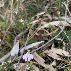 Caladenia carnea at Kaleen, ACT - 26 Sep 2024