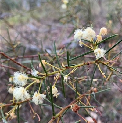 Acacia genistifolia (Early Wattle) at Kaleen, ACT - 26 Sep 2024 by jbuddee