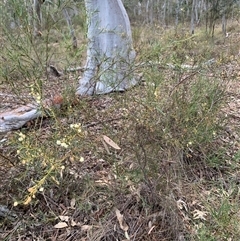 Acacia genistifolia at Kaleen, ACT - 26 Sep 2024