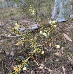 Acacia genistifolia at Kaleen, ACT - 26 Sep 2024