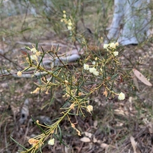 Acacia genistifolia at Kaleen, ACT - 26 Sep 2024