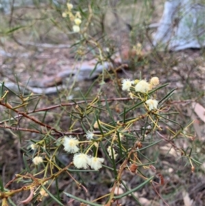 Acacia genistifolia at Kaleen, ACT - 26 Sep 2024