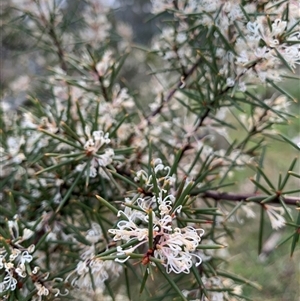 Hakea decurrens subsp. decurrens at Kaleen, ACT - 26 Sep 2024