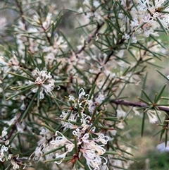 Hakea decurrens subsp. decurrens at Kaleen, ACT - 26 Sep 2024 05:20 PM