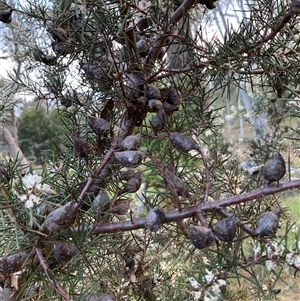 Hakea decurrens subsp. decurrens at Kaleen, ACT - 26 Sep 2024