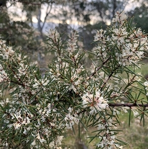 Hakea decurrens subsp. decurrens at Kaleen, ACT - 26 Sep 2024