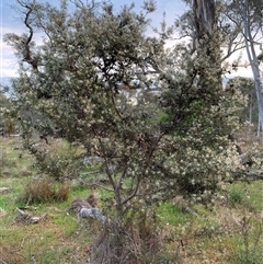 Hakea decurrens subsp. decurrens at Kaleen, ACT - 26 Sep 2024