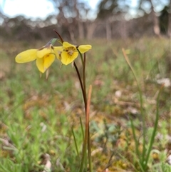 Diuris chryseopsis (Golden Moth) at Kaleen, ACT - 26 Sep 2024 by jbuddee