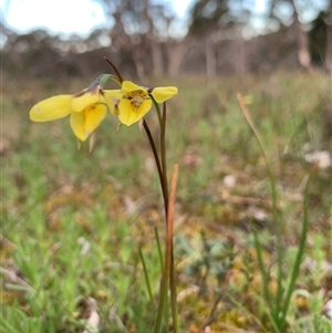 Diuris chryseopsis at Kaleen, ACT - suppressed