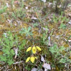 Diuris chryseopsis at Kaleen, ACT - suppressed