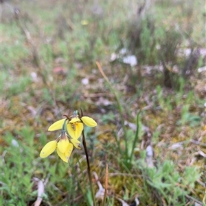 Diuris chryseopsis at Kaleen, ACT - suppressed