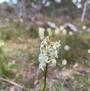 Stackhousia monogyna at Kaleen, ACT - 26 Sep 2024