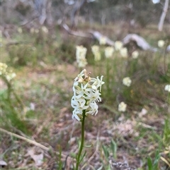 Stackhousia monogyna at Kaleen, ACT - 26 Sep 2024