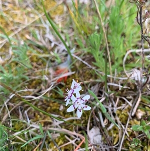 Wurmbea dioica subsp. dioica at Kaleen, ACT - 26 Sep 2024