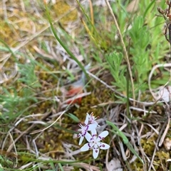 Wurmbea dioica subsp. dioica at Kaleen, ACT - 26 Sep 2024