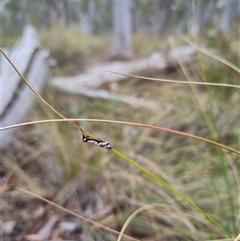 Unidentified at suppressed - 29 Sep 2024