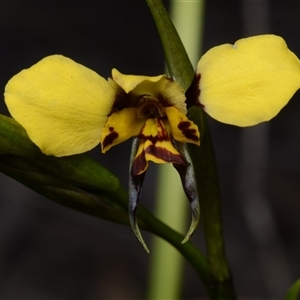 Diuris semilunulata at Carwoola, NSW - 29 Sep 2024