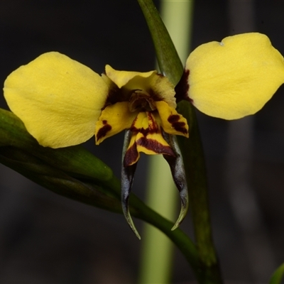 Diuris semilunulata (Late Leopard Orchid) at Carwoola, NSW - 29 Sep 2024 by BB23