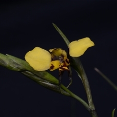 Diuris semilunulata at Carwoola, NSW - suppressed