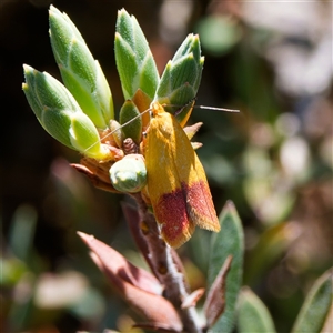 Heteroteucha parvula at Yarralumla, ACT - 27 Sep 2024