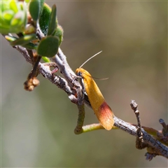 Heteroteucha parvula at Yarralumla, ACT - 27 Sep 2024