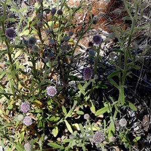 Pterocaulon sphacelatum at Hart, NT - 23 Aug 2024