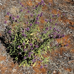 Pterocaulon sphacelatum at Hart, NT - 23 Aug 2024