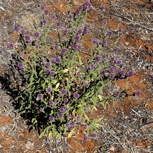 Pterocaulon sphacelatum at Hart, NT - 23 Aug 2024