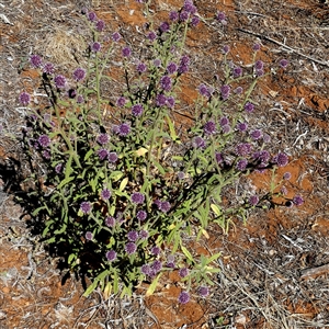 Pterocaulon sphacelatum at Hart, NT - 23 Aug 2024 12:49 PM