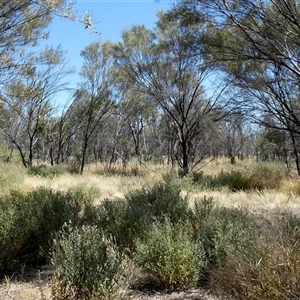 Pterocaulon sphacelatum at Hart, NT - 23 Aug 2024