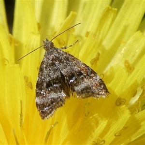 Tebenna micalis at Charleys Forest, NSW - 29 Sep 2024