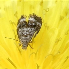 Tebenna micalis at Charleys Forest, NSW - 29 Sep 2024