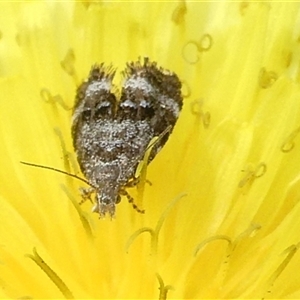 Tebenna micalis at Charleys Forest, NSW - 29 Sep 2024