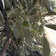 Amyema maidenii subsp. maidenii (Pale-leaved Mistletoe) at Hart, NT - 23 Aug 2024 by Paul4K