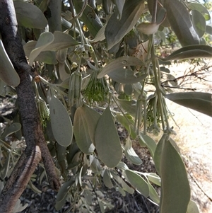 Amyema maidenii subsp. maidenii at Hart, NT - 23 Aug 2024 12:46 PM