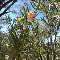 Eremophila alternifolia at Hart, NT - 23 Aug 2024 by Paul4K