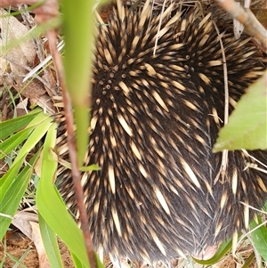 Tachyglossus aculeatus at Penrose, NSW - 28 Sep 2024