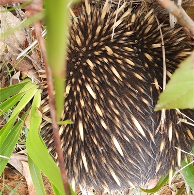 Tachyglossus aculeatus (Short-beaked Echidna) at Penrose, NSW - 28 Sep 2024 by Aussiegall