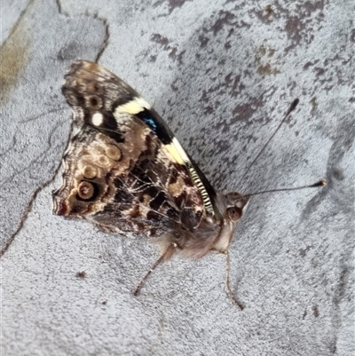 Vanessa itea (Yellow Admiral) at Bungendore, NSW - 29 Sep 2024 by clarehoneydove