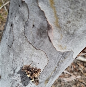 Vanessa itea at Bungendore, NSW - suppressed