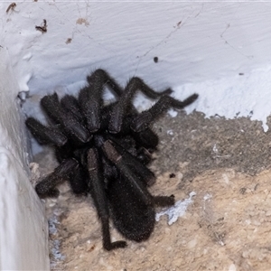 Idiopidae (family) at Penrose, NSW - 26 Sep 2024