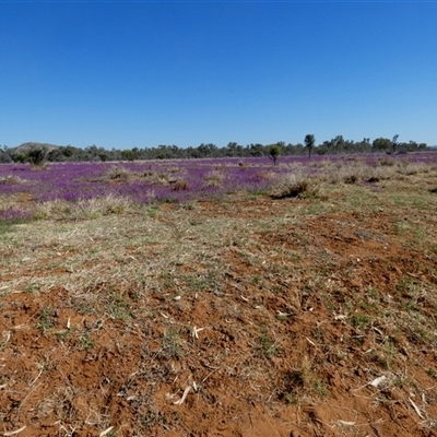 Unidentified Pea at Hart, NT - 23 Aug 2024 by Paul4K