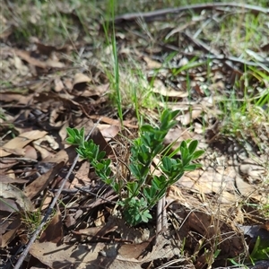 Genista monspessulana at Cotter River, ACT - 29 Sep 2024 09:37 AM