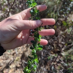 Genista monspessulana at Cotter River, ACT - 29 Sep 2024 09:37 AM