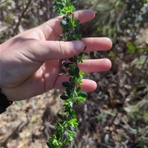 Genista monspessulana at Cotter River, ACT - 29 Sep 2024 09:37 AM