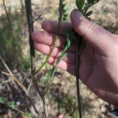 Genista monspessulana at Cotter River, ACT - 29 Sep 2024 09:37 AM