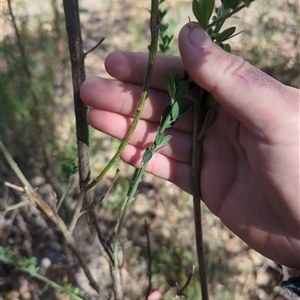 Genista monspessulana at Cotter River, ACT - 29 Sep 2024 09:37 AM